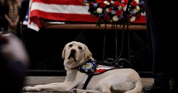 President Bush's service dog gets a new gig