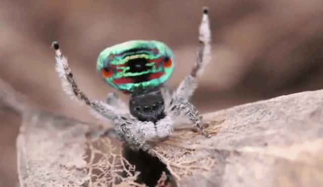 Cure For Arachnophobia: Watch These Peacock Spiders Dance to “St
