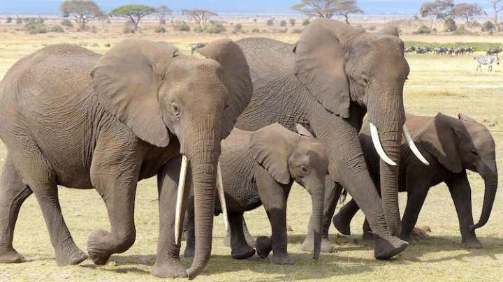 Sale of Ivory Just Became Illegal in China – Meet the New ‘Conse