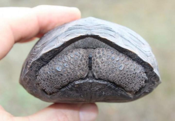 Baby Tortoises Survive on Galapagos Island for First Time in 100