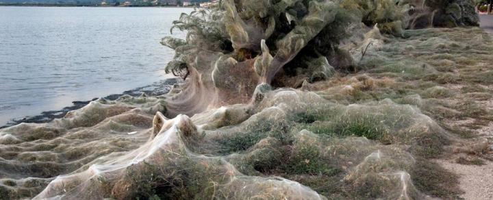 Spiders Have Exploded Over This Greek Town, Coating Everything i