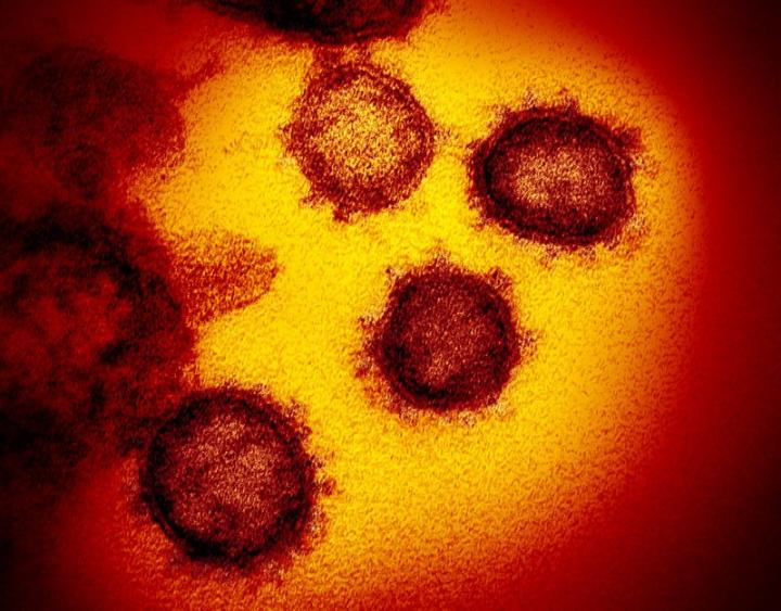 How fast can the coronavirus mutate?