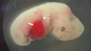Human-pig 'chimera embryos' detailed - BBC News