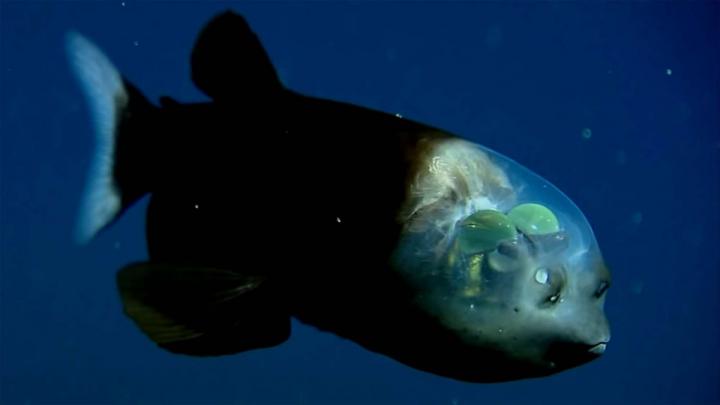 Researchers film rare deep sea fish with transparent head