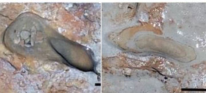 Prehistoric Human Footprints Unearthed in Spain are Nearly 300,0