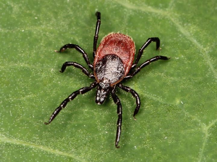 Ticks carrying Lyme disease thrive near California coast, study 